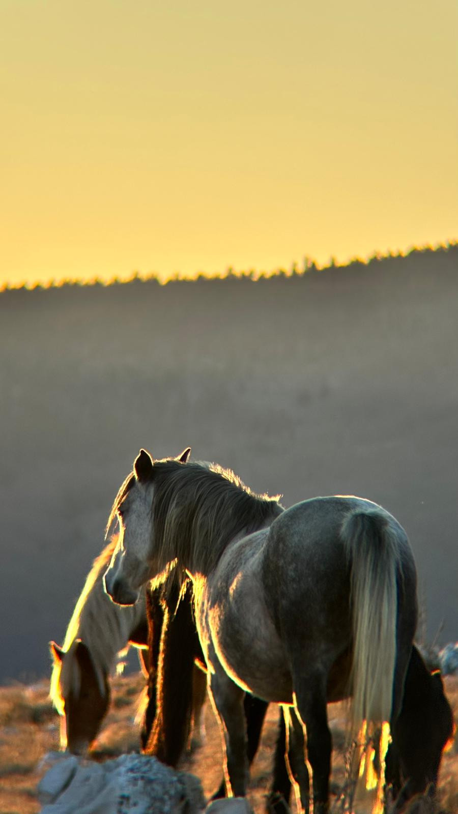 Wild grey horse at golden hour