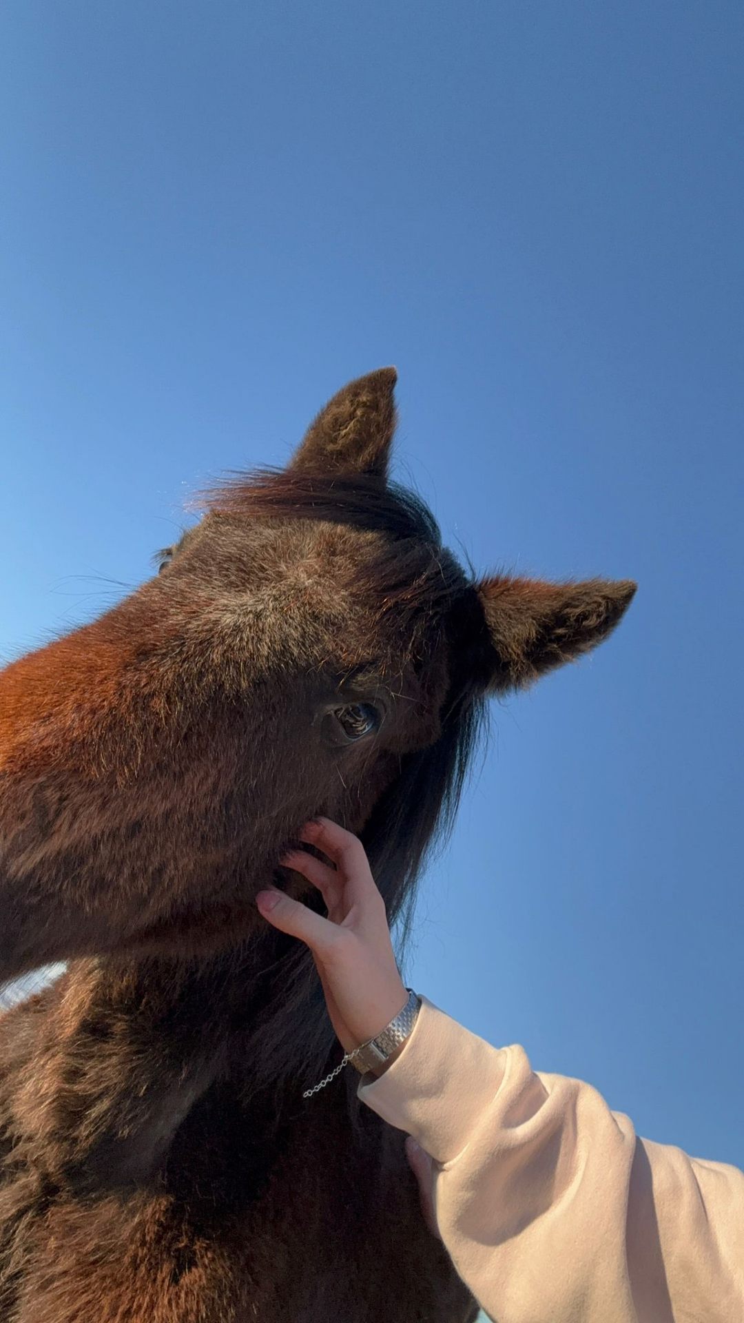 Visitor gently touching a curious wild horse