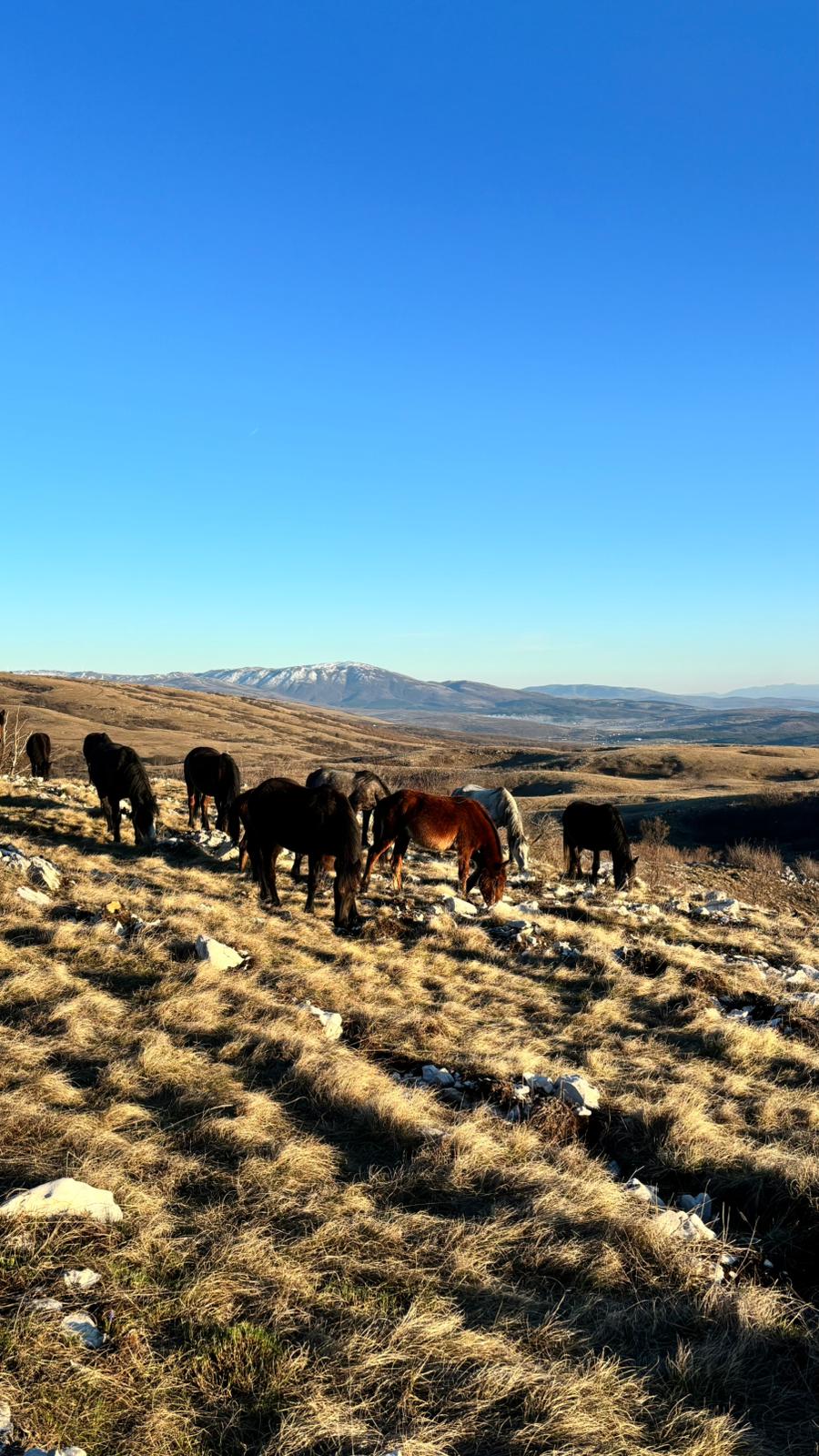 Wild horses grazing in karst landscape