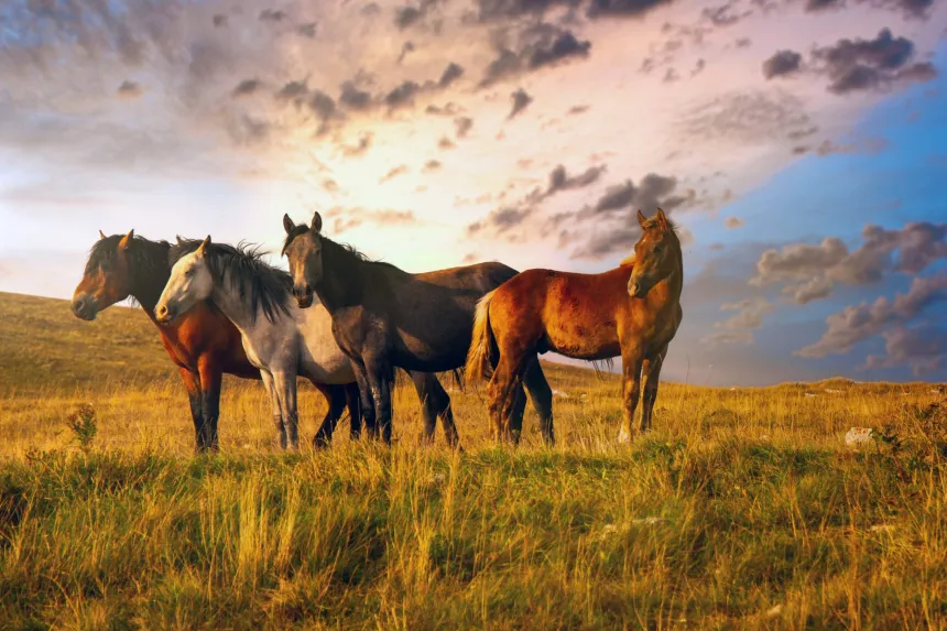 Wild herd at sunset