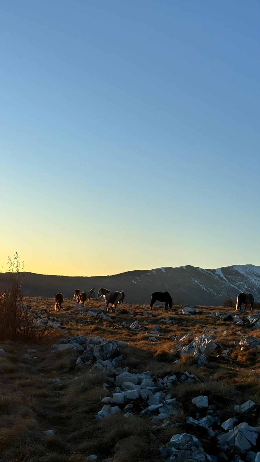 Wild horses grazing with mountains in the distance