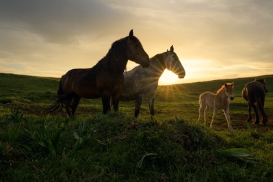 Wild horses silhouetted against sunset